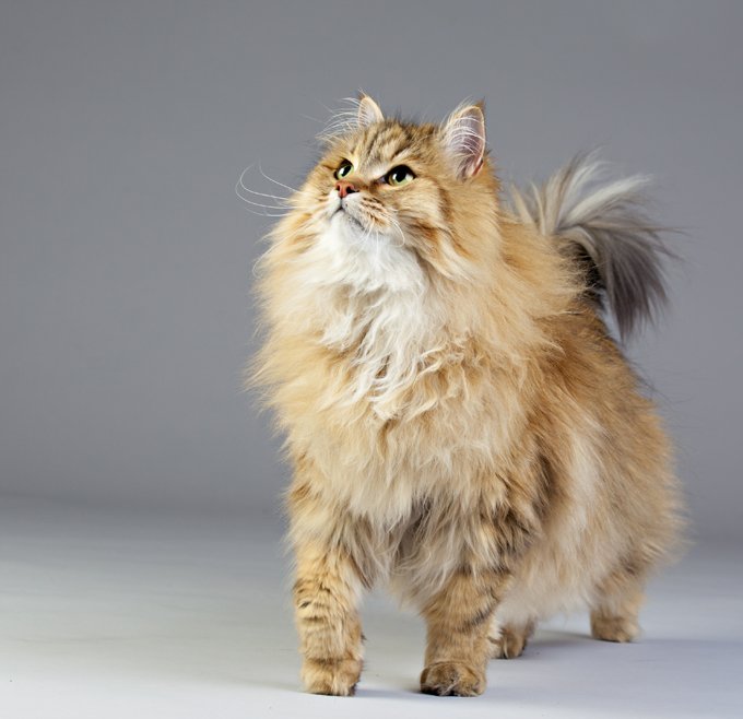 the siberian cat