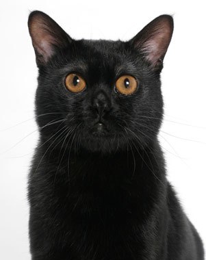 mini black panther cat