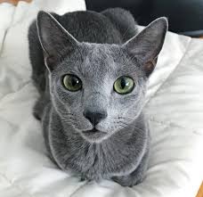 Breed Related Disease Russian Blue Cat Bioguard